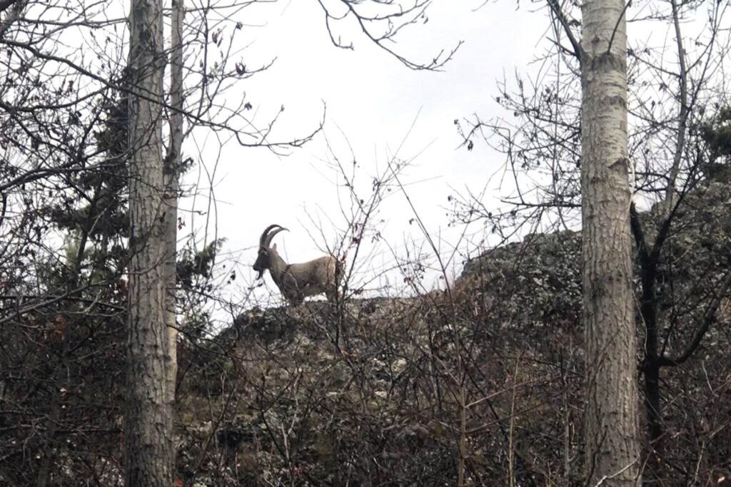 Yaban keçileri köylere kadar indi