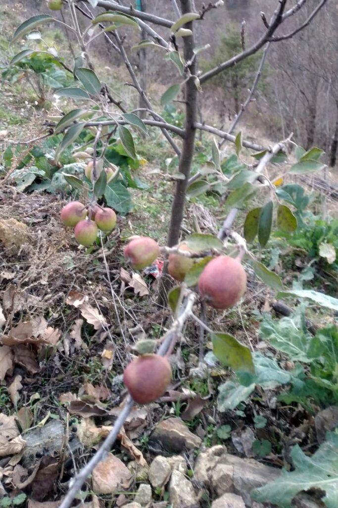 Kış ortasında meyve veren elma şaşırttı