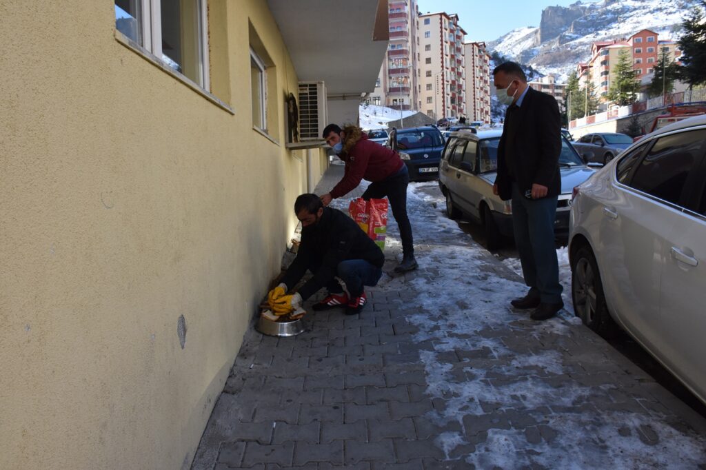 Gümüşhane Belediyesi sokak hayvanlarını unutmadı