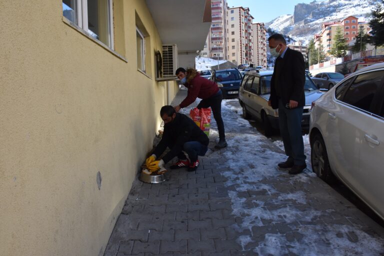Gümüşhane Belediyesi sokak hayvanlarını unutmadı