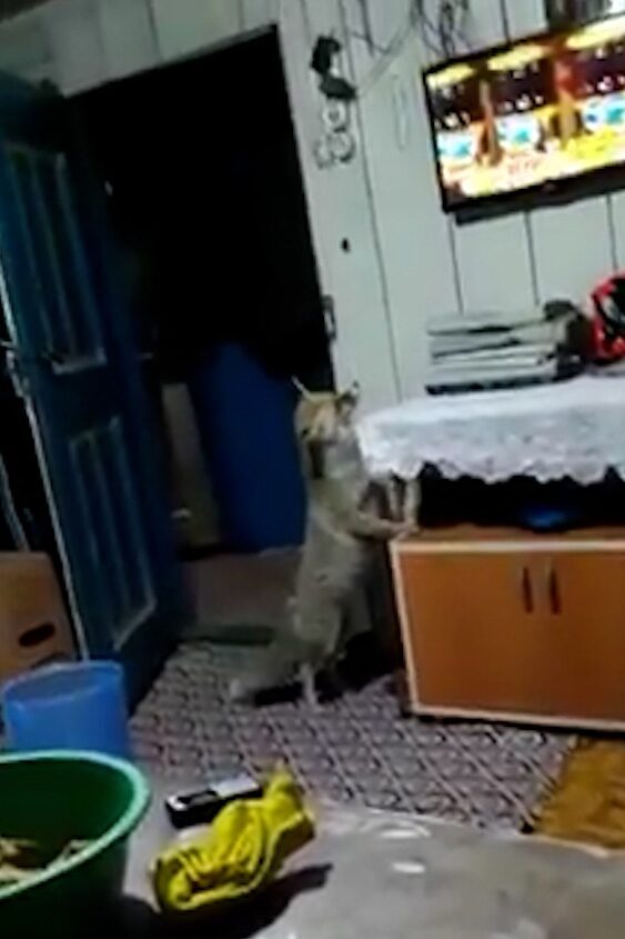 Aç kalan tilki köydeki evlere girerek karnını doyuruyor