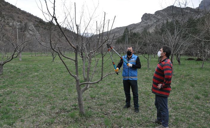 Gümüşhane’de budama sezonu başladı