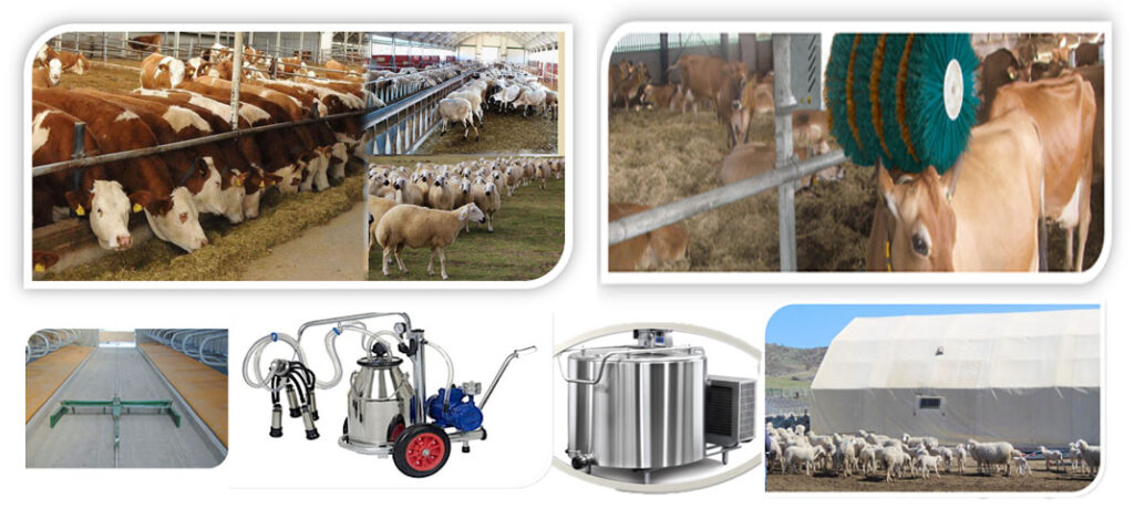 Büyükbaş ve küçükbaş hayvancılık işletmelerine yüzde 50 hibe desteği