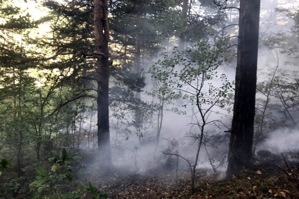 Orman içi örtü yangını korkuttu