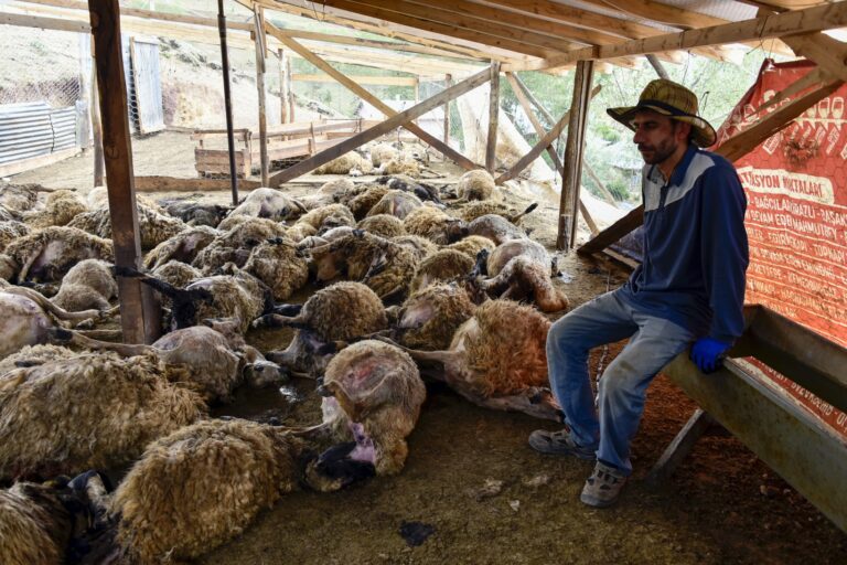 Gümüşhane’de ağıla giren kurtlar 103 koyunu telef etti, 43 koyunu yaraladı