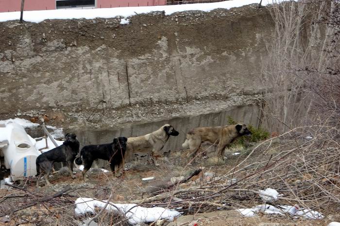Gümüşhane’de başıboş sokak köpekleri çocukların kabusu oldu