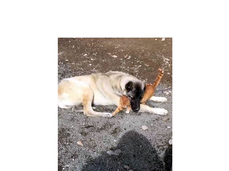 ‘Kral’ ile kedinin dostluğu insanlığa örnek oluyor