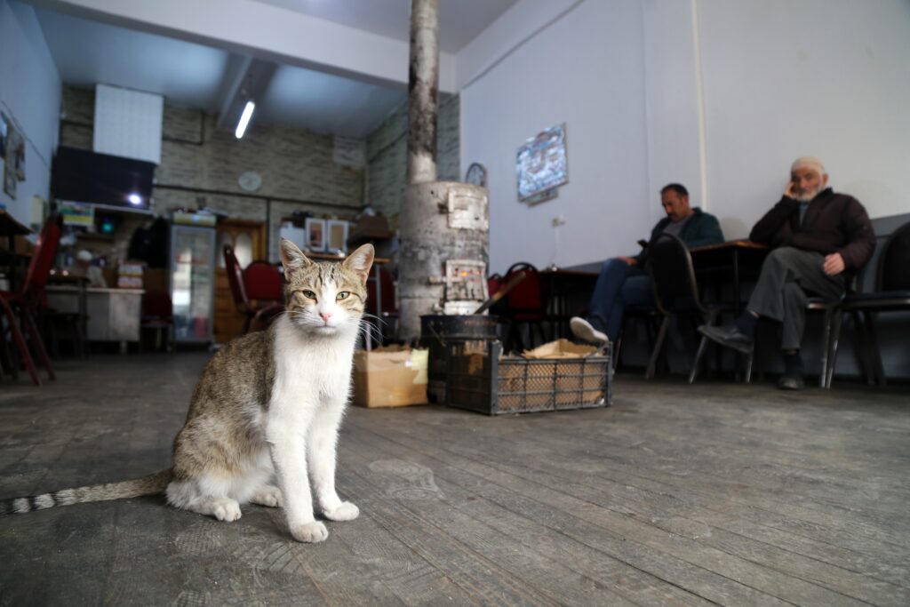 Çay ocağını yuva belleyen kediler müşterilerin maskotu oldu