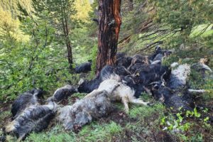Keçi sürüsünün üzerine yıldırım düştü: 43 keçi telef oldu