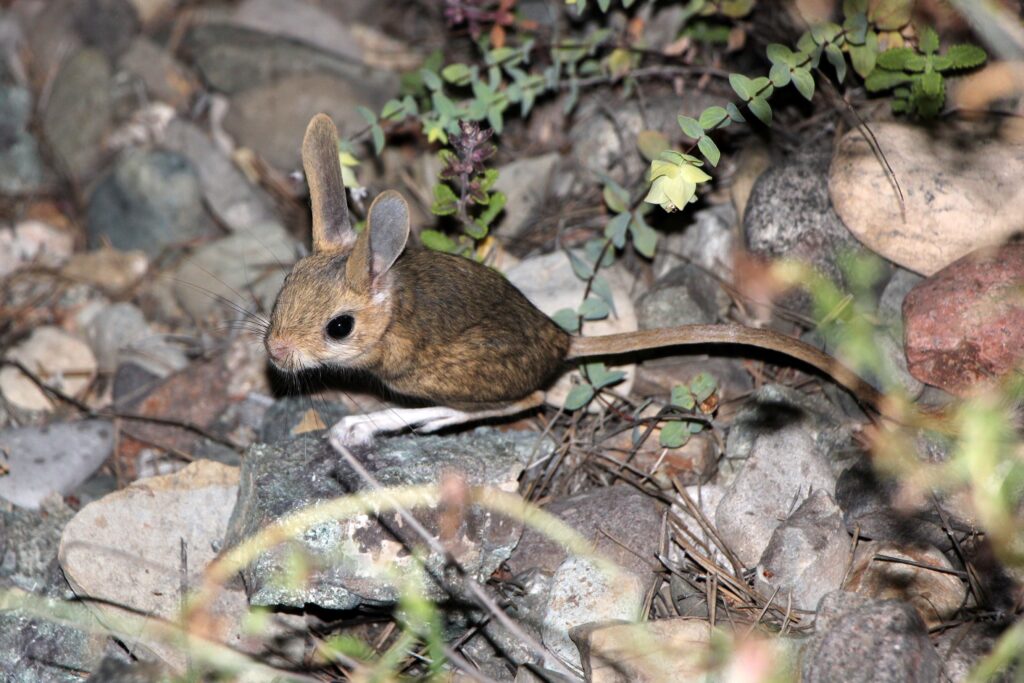 Araptavşanı görüntülendi
