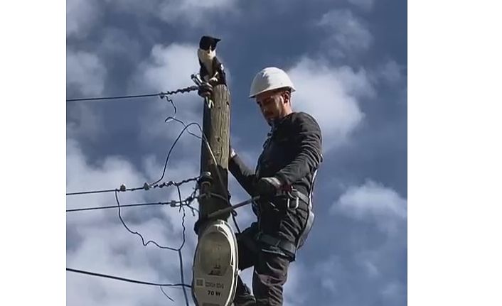 Elektrik direğinde mahsur kalan kedinin imdadına Çoruh EDAŞ görevlileri yetişti