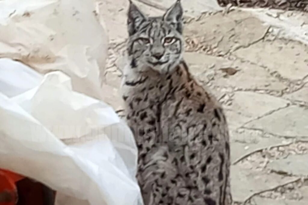 Köy evinin bahçesinde keşif yapan vaşak kameraya takıldı