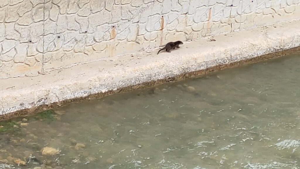 Su samuru Harşit Çayı’nda görüntülendi