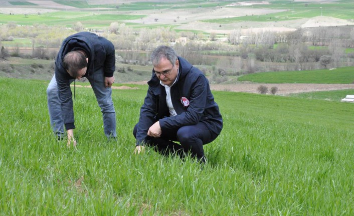 Sertifikalı buğday ve arpa tohumlarının arazide çıkış kontrolleri yapıldı