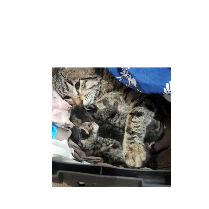 Yeni doğum yapmış kediye şiddet iddiası