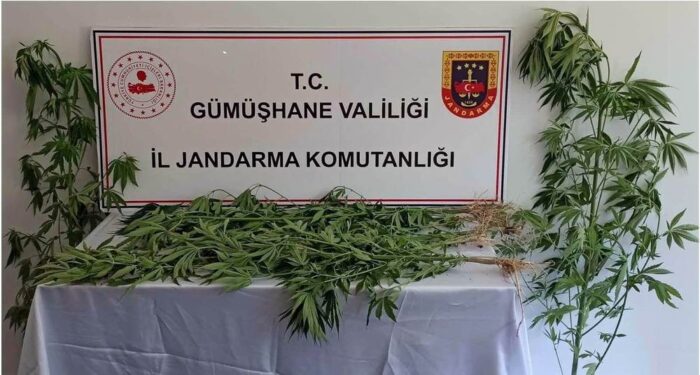 Gümüşhane’de 21 kök hint keneviri ele geçirildi