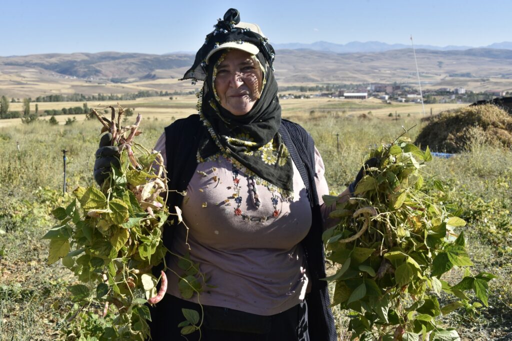 Köse’de kuru fasulye hasadı devam ediyor