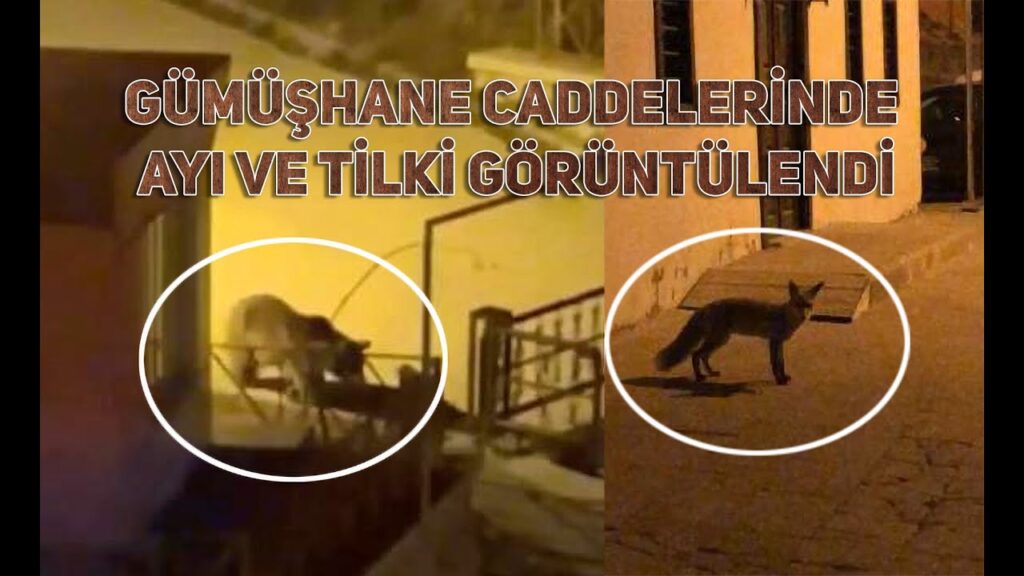 Gümüşhane caddelerinde ayı ve tilki görüntülendi