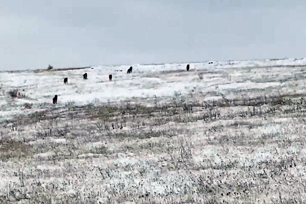 Vatandaşlar köye gelen kurt sürüsünü güçlükle uzaklaştırdı