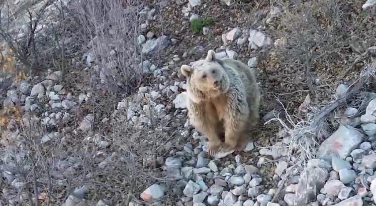 Kış uykusundan uyanan ayı dronu görünce selam verdi