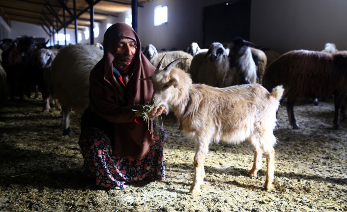 Kurbanlıklar satışa sunuldu