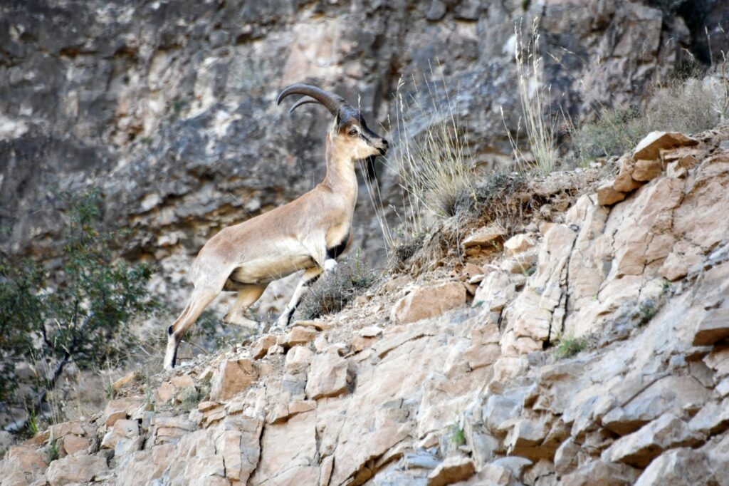 Gümüşhane’nin yaban keçileri Vali Tanrısever’in karşısına çıktı