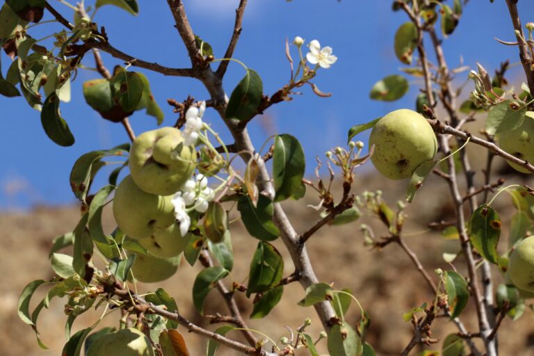 Sonbaharda baharı getiren armut ağacı görenleri şaşırtıyor