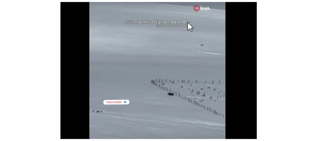 Kış uykusuna yatmayan ayı Kazıkbeli Yaylası’nda ‘pazara indi’