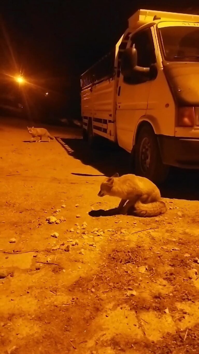 Gümüşhane’de tilkiler köyün maskotu oldu