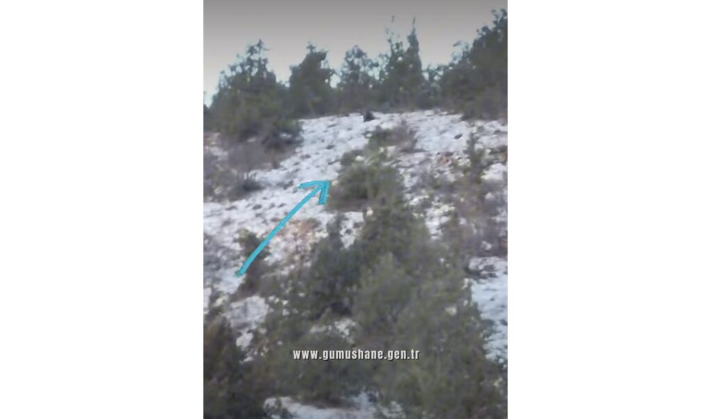 Kış uykusuna yatmayan ayı Mesire’nin eteklerinde görüldü