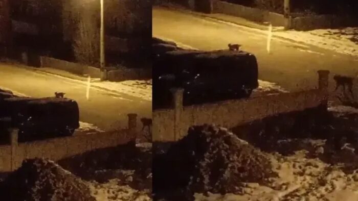 Kelkit’te ilginç görüntü: Vaşak ve kangal köpeği yan yana