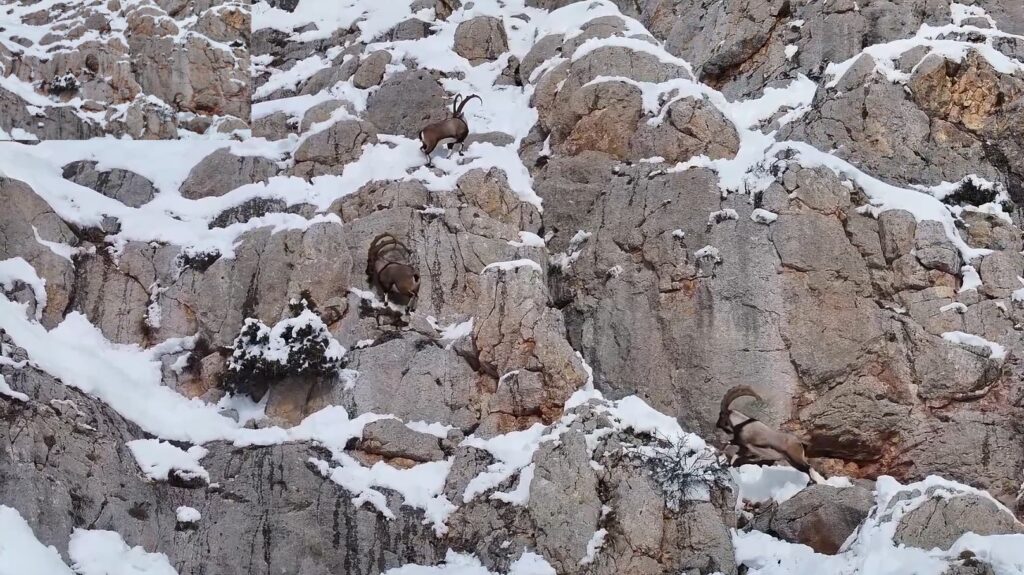 Yaban keçileri Gümüşhane’nin karla kaplı zirvelerinde görsel şölen oluşturdu