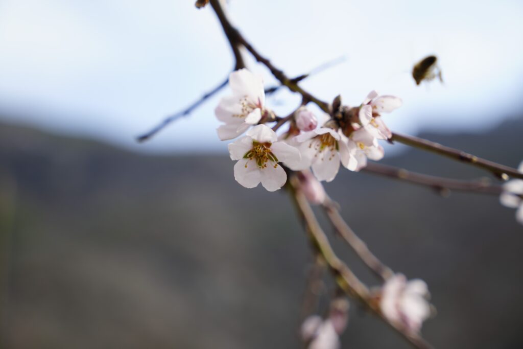 Gümüşhane’de yalancı bahara aldanan badem ağaçları çiçek açtı