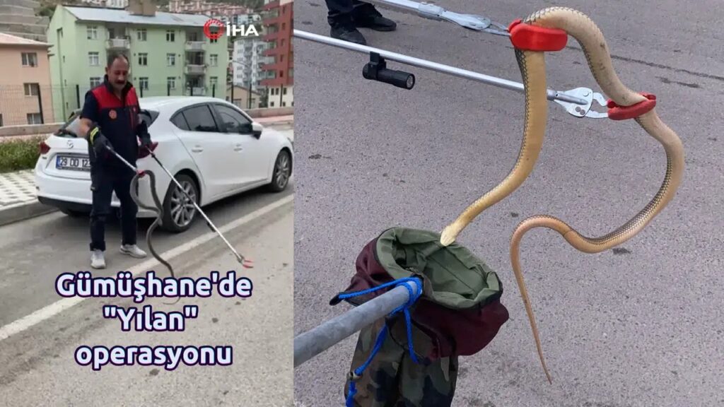 Gümüşhane’de 2 metrelik yılan yakalandı