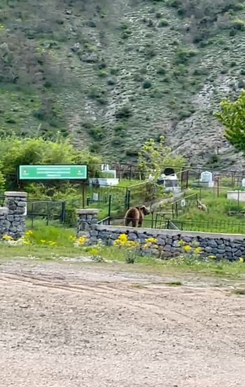 Gümüşhane’de ayılar her yerde