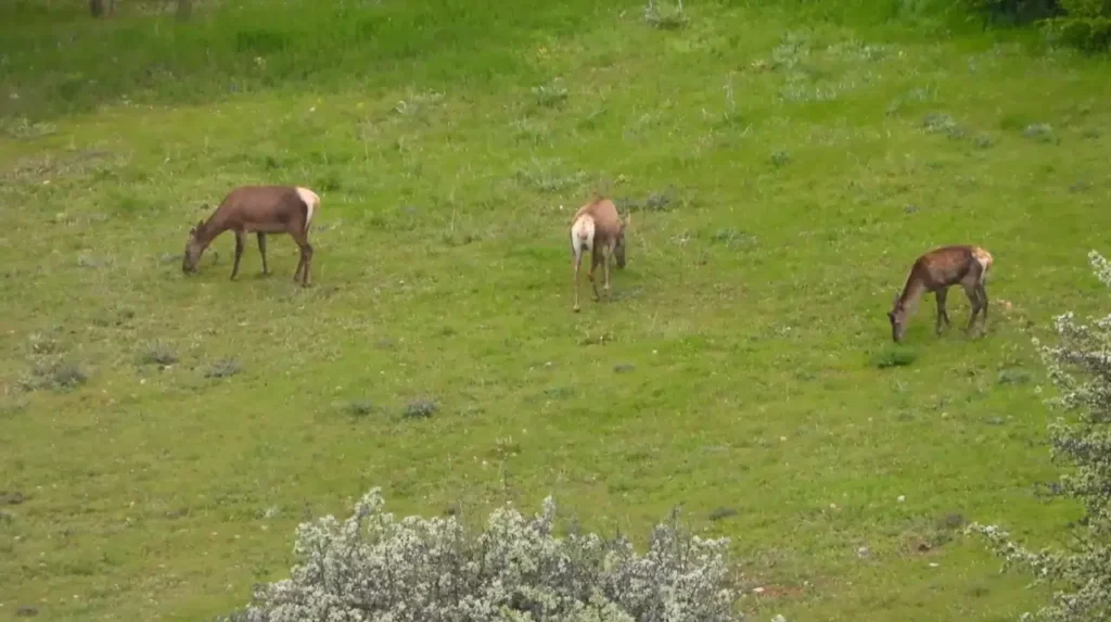 Gümüşhane’de kızıl geyikler doğal ortamlarında görüntülendi