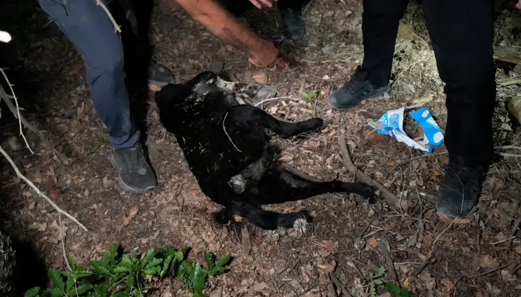 Gümüşhane’de barınak olayının ardından ormanlık alanda ölü köpekler bulundu