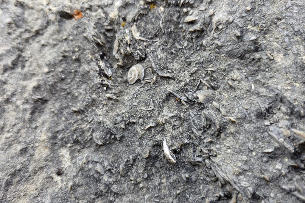 Gümüşhane’de milyonlarca yıllık deniz fosili yatağı