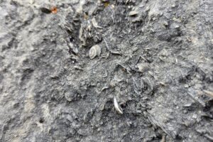 Gümüşhane’de milyonlarca yıllık deniz fosili yatağı