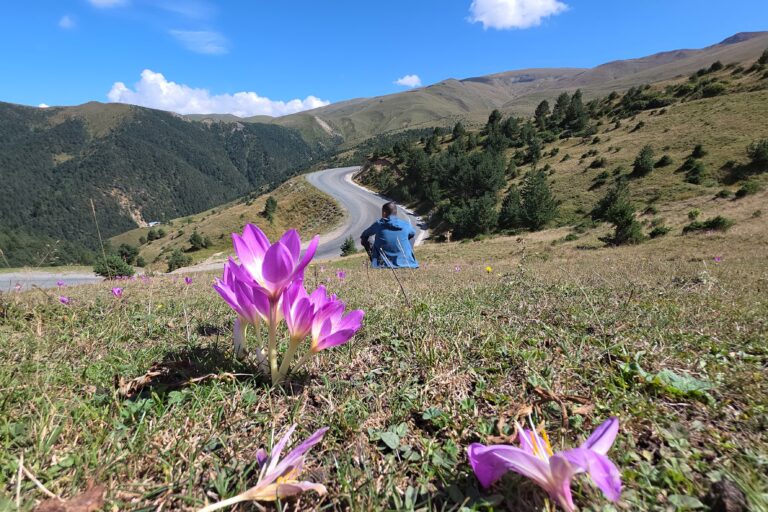 Gümüşhane’de yaylacıların doğal uyarıcısı ‘Vargit’ler yüzünü gösterdi