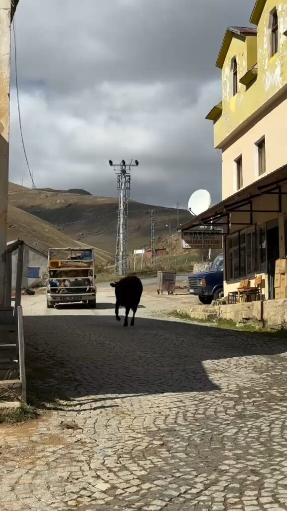 İneklerin hüzünlü ayrılığı sosyal medyada gündem oldu