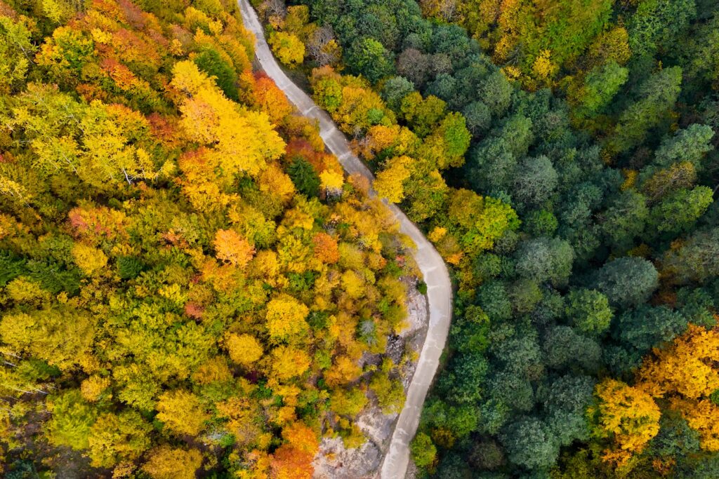 Örümcek Ormanları’nda sonbahar büyüsü: Görenleri hayran bırakıyor!