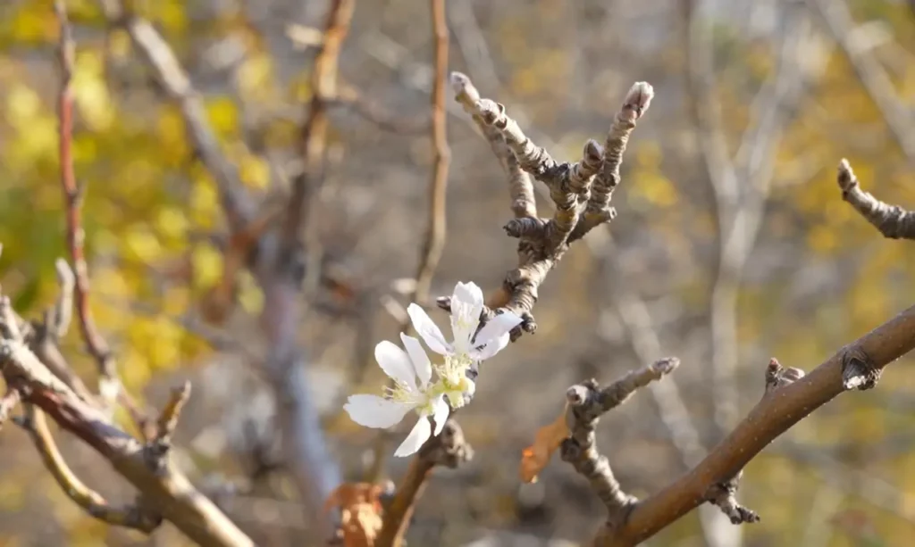 Gümüşhane’de doğa kışı unuttu: Elma ağacı Kasım ayında çiçek açtı