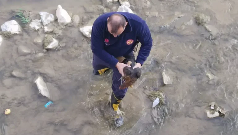 Harşit Çayı’na düşen tavuğu itfaiye kurtardı