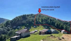 Kürtün Kızılali Yaylası’ndaki orman kesimi iptal edildi