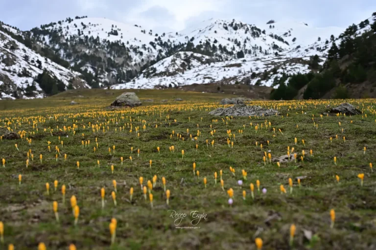 Gümüşhane’de iki mevsim bir arada: Bir yanda kar, bir yanda çiçek