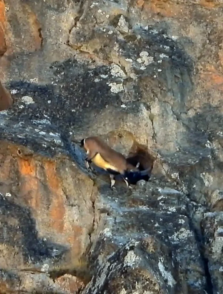 Dağ Keçisinin hayran bırakan çevikliği kameralarda