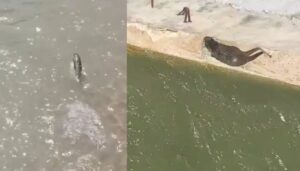 Harşit Çayı’nda Koruma Altındaki Su Samuru Görüntülendi