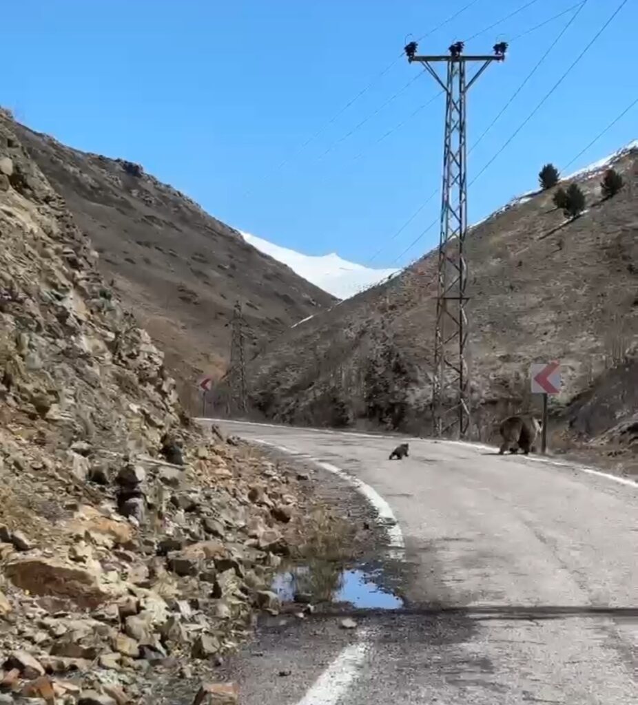 Gümüşhane Yaban Hayatından Tebessüm Ettiren Kareler: Anne Ayı ve Yavruları Kamerada