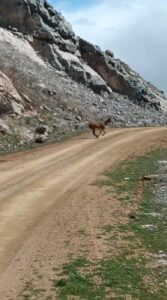 Gümüşhane’de iseniz dikkat! Karşınıza yaban keçisi çıkabilir